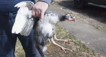 Jak zabít perličku? Kompletní průvodce